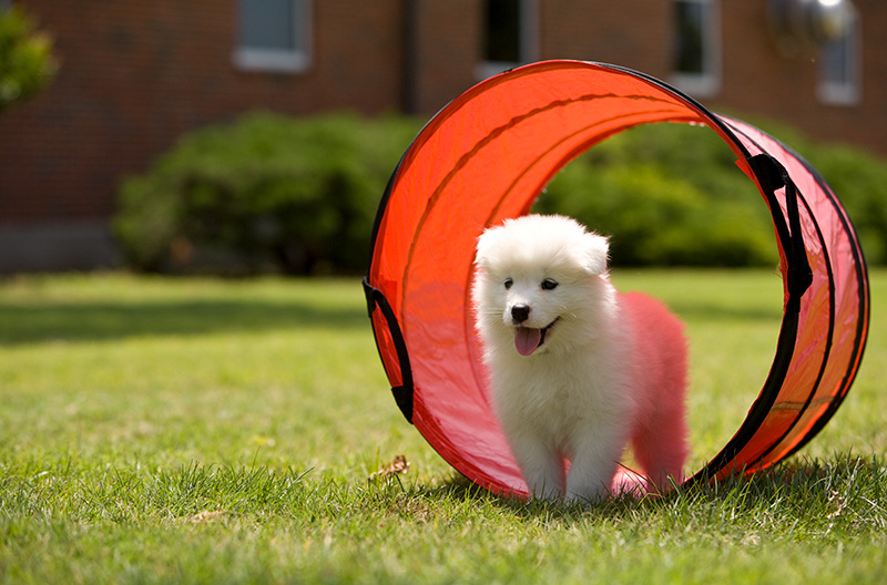 a fluffy puppy stands inside an orange nylon tunnel.