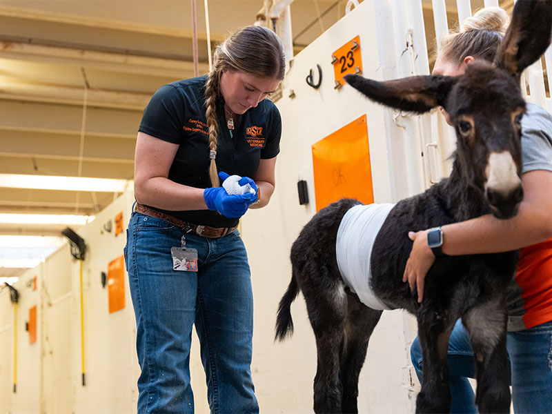 220901_la-rotating-intern_web.jpg woman veterinarian bandaging baby donkey