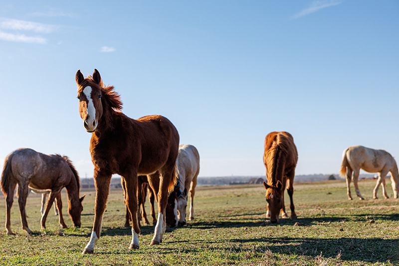 Horses graze at the Equine Center