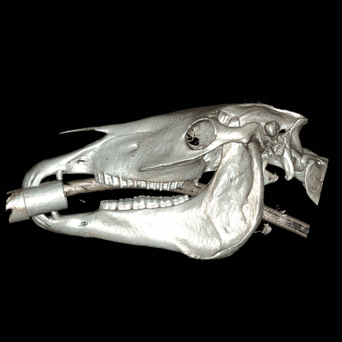 ct skull ct skull