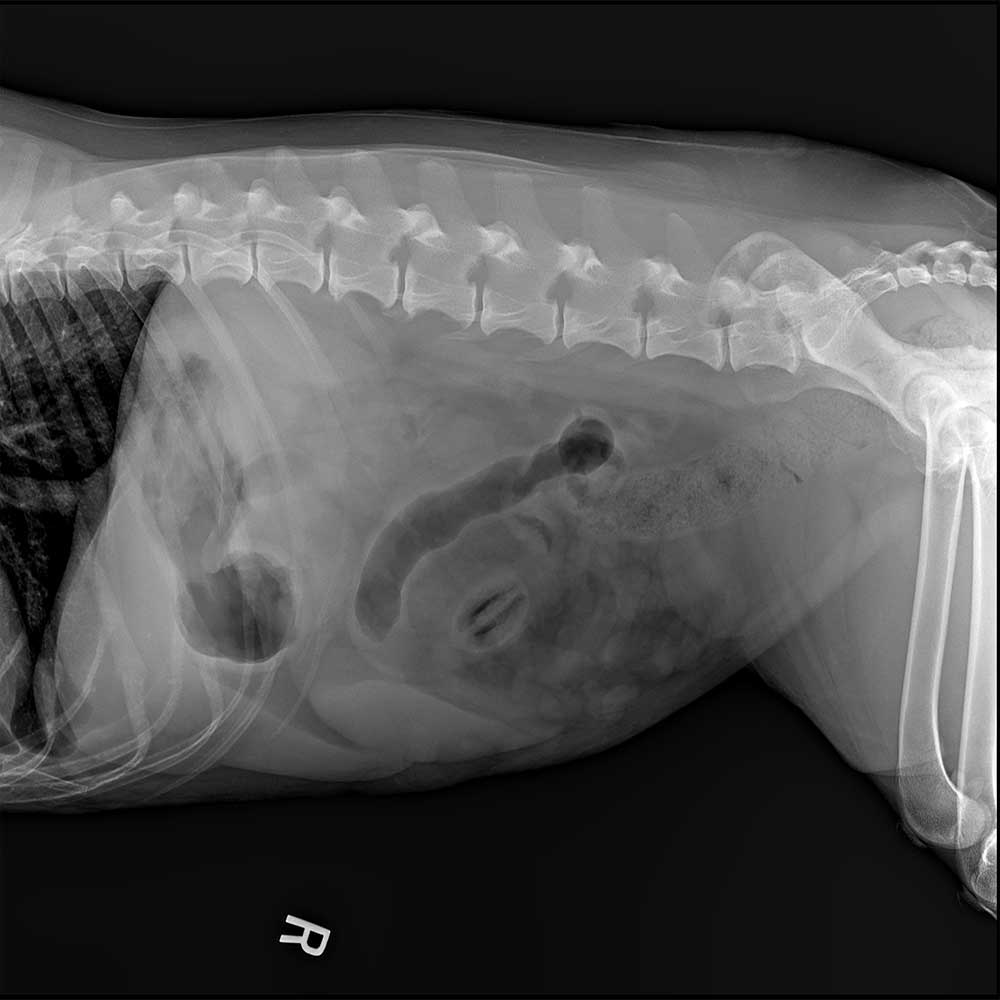 radiology radiology